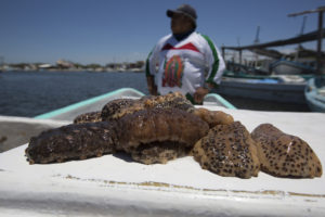 Llegó a su fin la temporada oficial de captura y comercialización del pepino de mar en las costas de Yucatán. A partir del día 22 de abril volverá la veda del producto el cual empezará a reproducirse nuevamente.