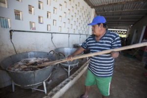 Después del pesaje del pepino se meten los kilos en el sancochadero, que son toneles de agua hirviendo los cuales sirven para su conservación durante el proceso de traslado hacia mercados internacionales.